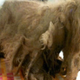 Illustration for article titled This Dog Was So Matted That She Forgot How To Walk